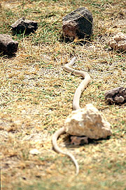Picture 'KT1_13_07 Snake, Sun Snake, Kenya, Amboseli'